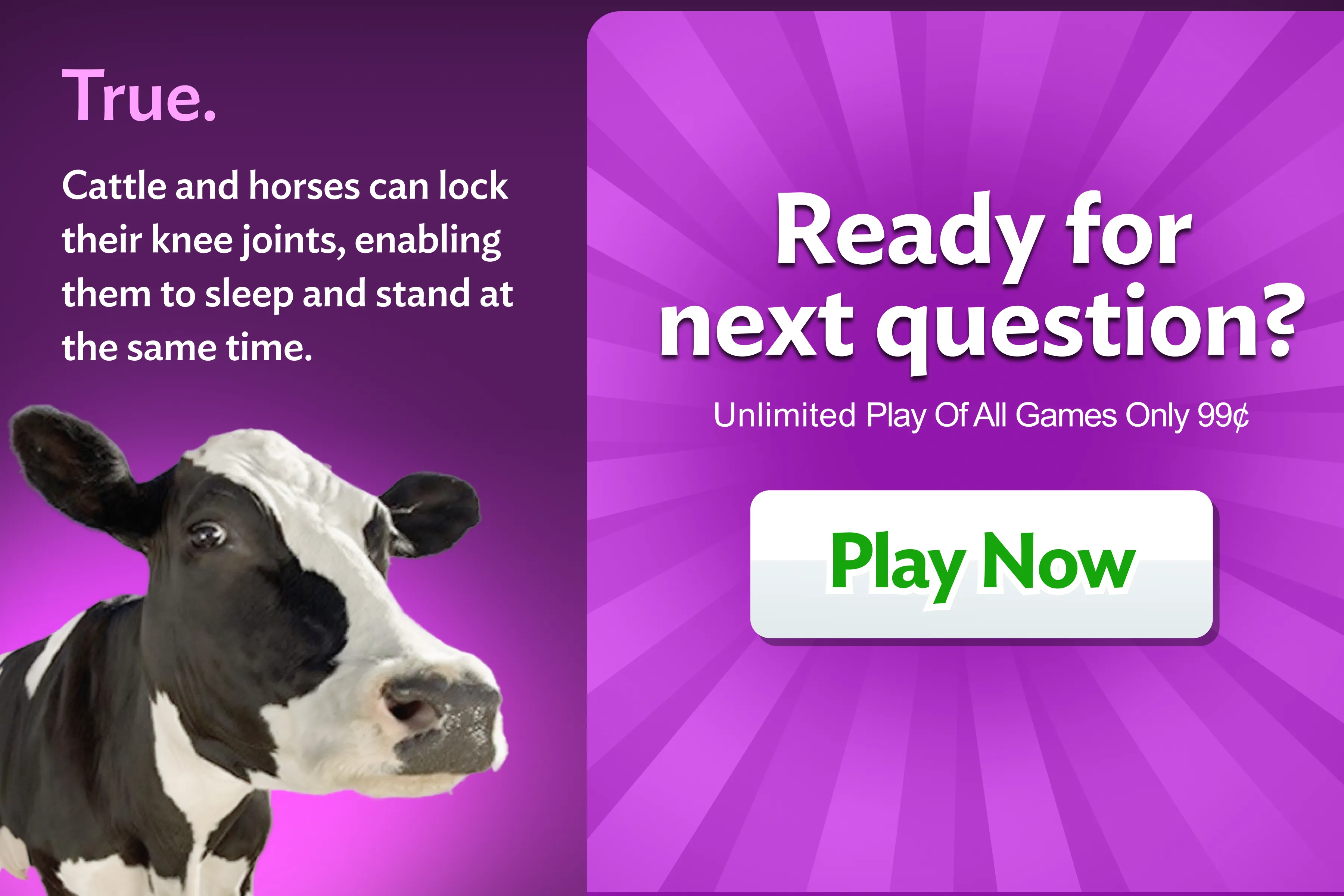 zTrivia promo — cow answer reveal