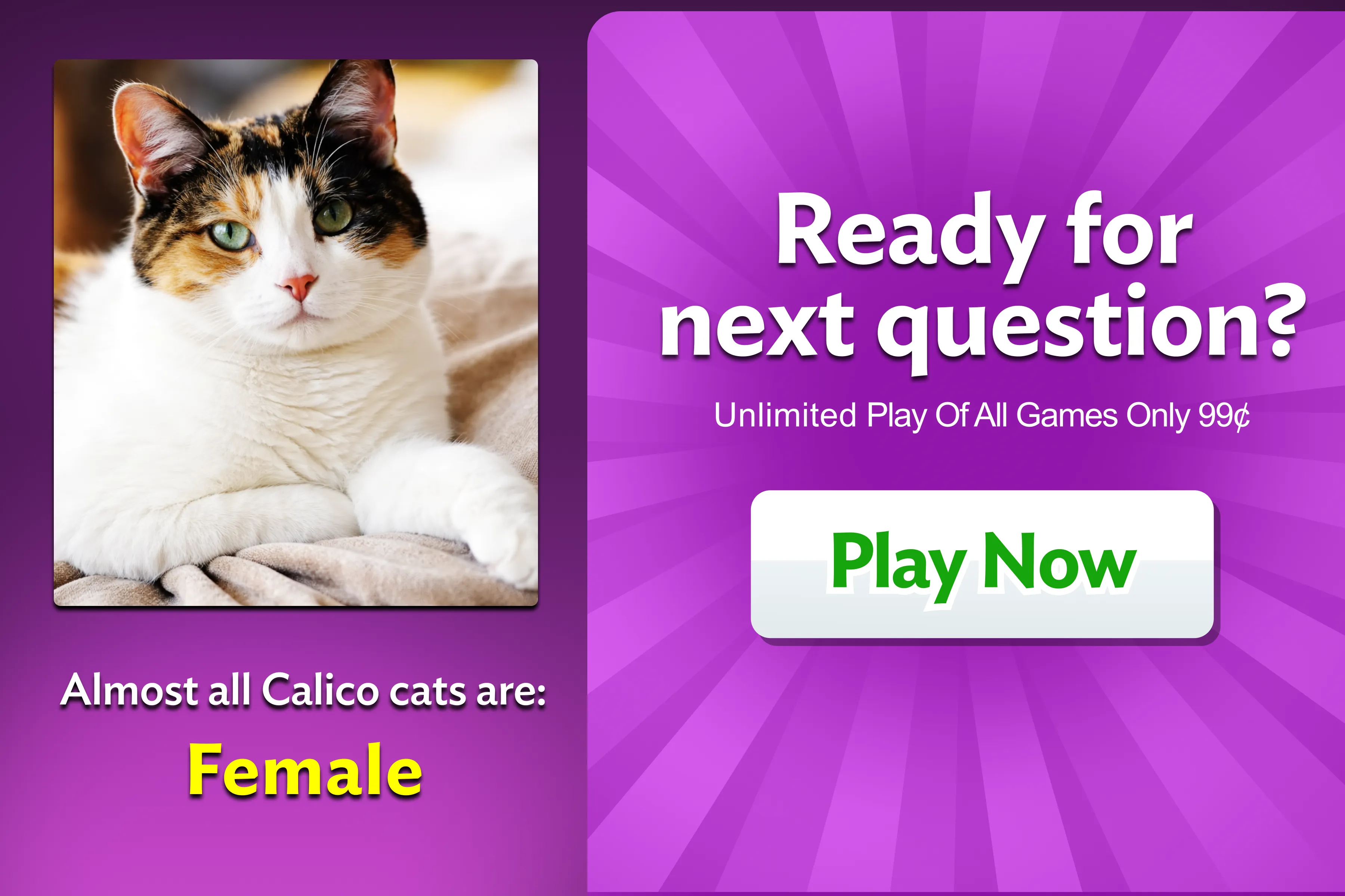 zTrivia promo — calico cat answer reveal